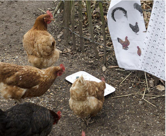 Organic Tea Towel-Chickens